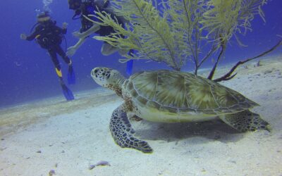 Comment bien s’équiper pour la pratique de la plongée sous-marine