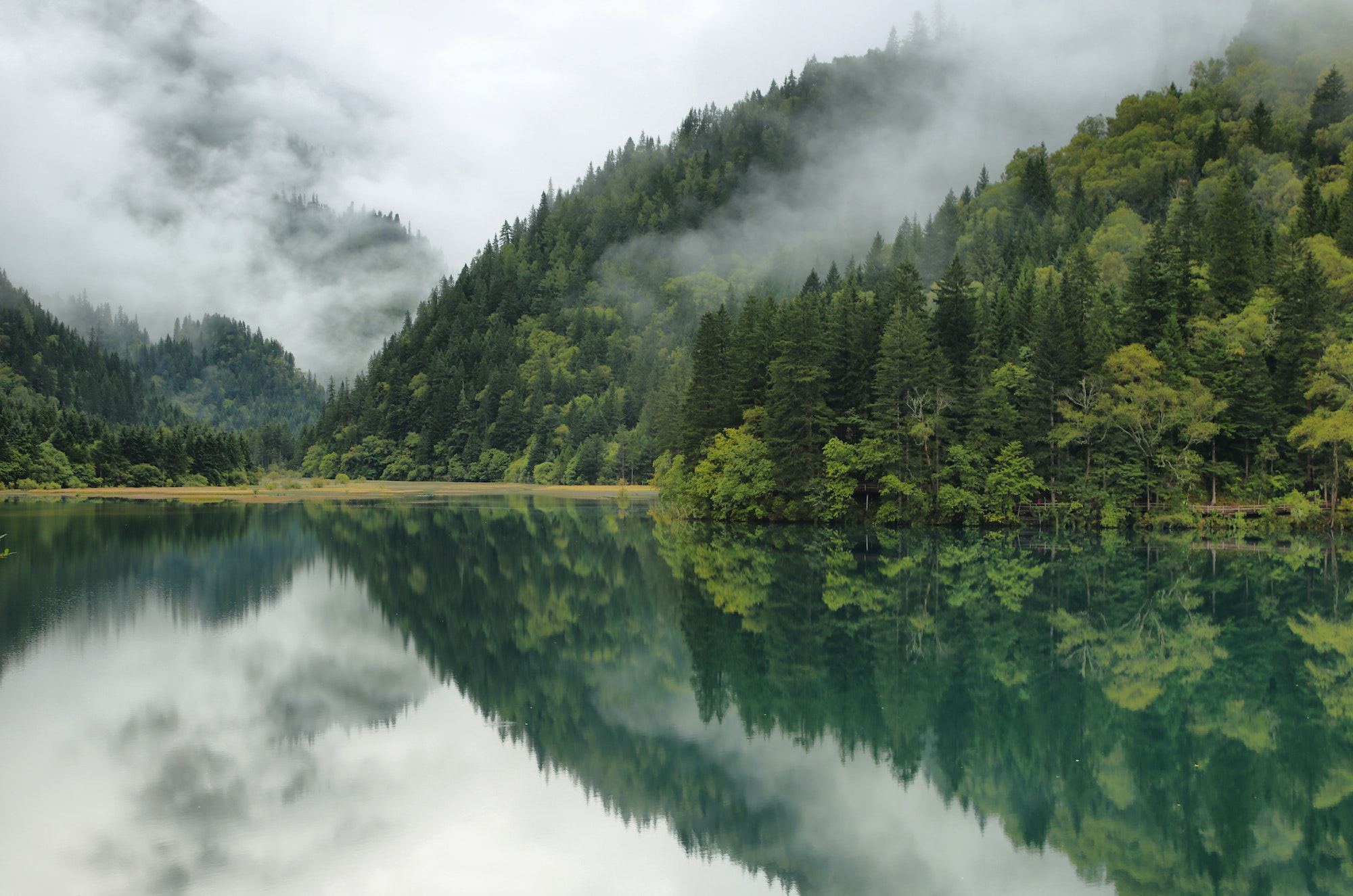 Arrow Bamboo lake i in Jiuzhaigou, China, Asia