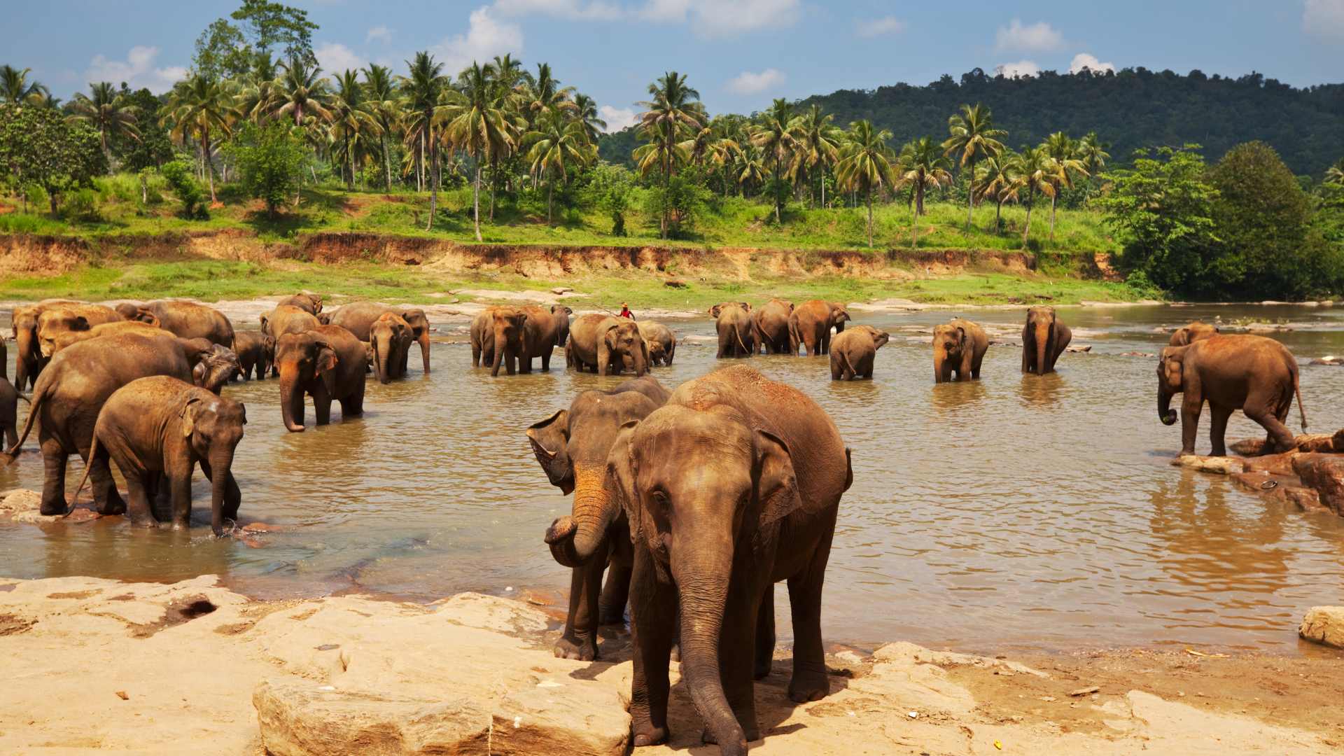 éléphant au Sri Lanka